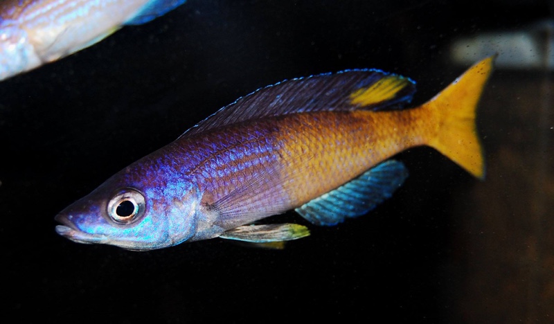 Cyprichromis sp. 'brilliant jumbo' Kitumba